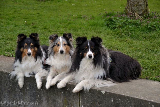 Mojo samen met zijn zus Eevee (links) en moeder Abby (midden)